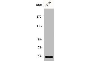 Western Blot analysis of HT29 cells using DDX19B Polyclonal Antibody (DDX19B anticorps  (N-Term))