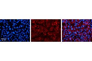 Immunohistochemistry (IHC) image for anti-Solute Carrier Family 25 (Mitochondrial Carrier, Oxoglutarate Carrier), Member 11 (SLC25A11) (C-Term) antibody (ABIN502439) (SLC25A11 anticorps  (C-Term))