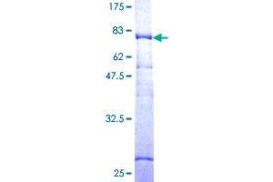 Image no. 1 for Leucine Proline-Enriched Proteoglycan (Leprecan) 1 (LEPRE1) (AA 1-390) protein (GST tag) (ABIN1309311)