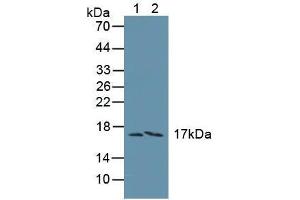 Western blot analysis of (1) Human Liver Tissue and (2) Human A549 Cells. (FAM19A3 anticorps  (AA 44-130))