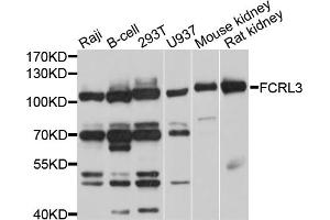 Western blot analysis of extracts of various cell lines, using FCRL3 antibody (ABIN5997728) at 1/1000 dilution. (FCRL3 anticorps)