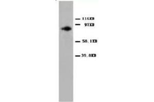 Western blot analysis of Hela cell lysis with PKCalpha antibody (PKC alpha anticorps  (C-Term))