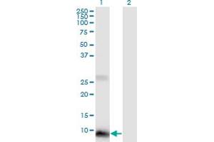 Western Blot analysis of POLR2J2 expression in transfected 293T cell line by POLR2J2 monoclonal antibody (M01), clone 1B2. (POLR2J2 anticorps  (AA 1-115))