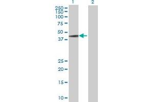Western Blot analysis of MAGEA3 expression in transfected 293T cell line by MAGEA3 MaxPab polyclonal antibody.