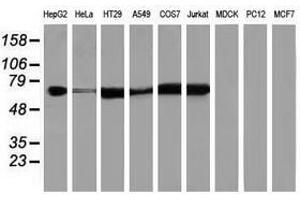 Image no. 2 for anti-Insulin-Like Growth Factor 2 mRNA Binding Protein 2 (IGF2BP2) antibody (ABIN1498826) (IGF2BP2 anticorps)