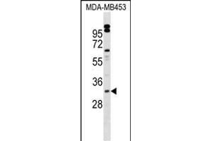 VENTX Antibody (Center) (ABIN1539682 and ABIN2849571) western blot analysis in MDA-M cell line lysates (35 μg/lane). (VENTX anticorps  (AA 58-87))