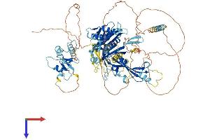 AlphaFold protein structure predicition of Human Recombinant USP16 Protein, UniprotID Q9Y5T5