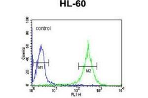 Flow cytometric analysis of HL-60 cells (right histogram) compared to a negative control cell (left histogram) using PLA2G7  Antibody , followed by FITC-conjugated goat-anti-rabbit secondary antibodies. (PLA2G7 anticorps  (Middle Region))