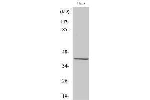 Western Blotting (WB) image for anti-Peroxisomal Biogenesis Factor 3 (PEX3) (N-Term) antibody (ABIN3186405)