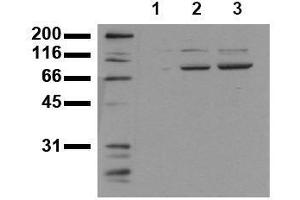 Western Blotting (WB) image for anti-Signal Transducer and Activator of Transcription 3 (Acute-Phase Response Factor) (STAT3) (phosphorylated) antibody (ABIN126899)