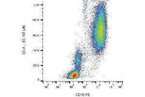 Surface staining of human peripheral blood cells with anti-CD10 (LT10) PE. (MME anticorps  (PE))