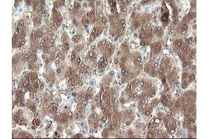 Image no. 11 for anti-Pyridoxamine 5'-Phosphate Oxidase (PNPO) antibody (ABIN1500318)