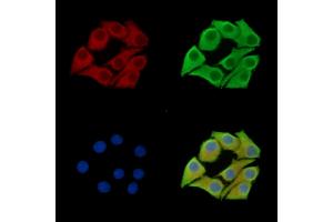 ABIN7097159 and ABIN7101227 staining Hela cells by IF/ICC. (MSTO1 anticorps)