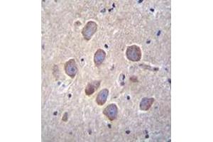 Immunohistochemistry analysis in formalin-fixed, paraffin-embedded human brain tissue using PCDHA8 Antibody (C-term), followed by peroxidase conjugation of the secondary antibody and DAB staining. (PCDHa8 anticorps  (C-Term))
