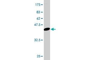 Western Blot detection against Immunogen (42. (Fission 1 anticorps  (AA 1-152))