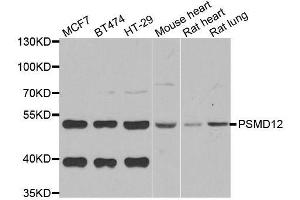 Western blot analysis of extracts of various cell lines, using PSMD12 antibody. (PSMD12 anticorps  (AA 197-456))