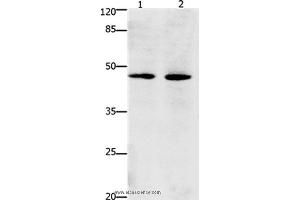 Western blot analysis of Hepg2 and Hela cell, using Dap3 Polyclonal Antibody at dilution of 1:900 (DAP3 anticorps)