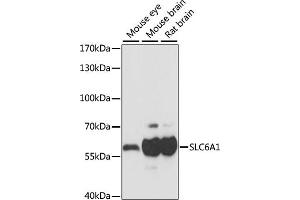 Western blot analysis of extracts of various cell lines, using SLC6 antibody (5099) at 1:1000 dilution. (SLC6A1 anticorps)