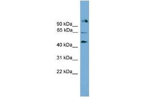 WB Suggested Anti-Nr5a2 Antibody Titration:  0. (NR5A2 + LRH1 anticorps  (Middle Region))
