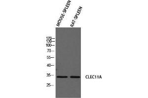 Western Blot (WB) analysis of Mouse Spleen Rat SPLEEN using CLEC11A antibody. (CLEC11A anticorps)