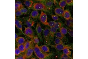 Immunofluorescence staining of methanol-fixed Hela cells using Niban-like protein(Ab-712) antibody. (MEG3 anticorps)