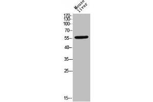 Western Blot analysis of MOUSE-LIVER cells using Phospho-TGFβ RI (S165) Polyclonal Antibody