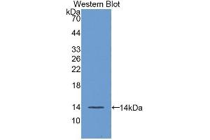 Western Blotting (WB) image for anti-Fibroblast Growth Factor 23 (FGF23) (AA 24-126) antibody (ABIN1858870) (FGF23 anticorps  (AA 24-126))