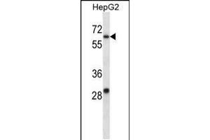Western blot analysis in HepG2 cell line lysates (35ug/lane). (KCNC1 anticorps  (C-Term))