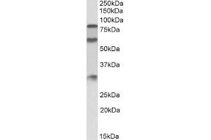 ABIN5539647 (0. (KNG1 anticorps  (Internal Region))