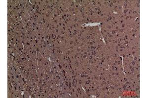 Immunohistochemistry (IHC) analysis of paraffin-embedded Rat Brain, antibody was diluted at 1:100.