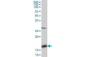 ACP1 monoclonal antibody (M01), clone 4B10.