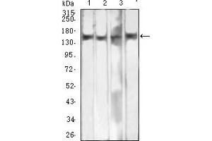 Western blot analysis using MSH6 mouse mAb against MIH/3T3 (1), A431 (2), K562 (3), and COS7 (4) cell lysate.