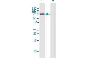 Western Blot analysis of FLRT2 expression in transfected 293T cell line by FLRT2 MaxPab polyclonal antibody. (FLRT2 anticorps  (AA 1-660))