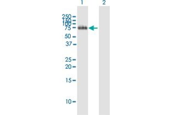 FLRT2 anticorps  (AA 1-660)