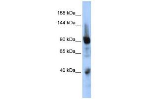 Western Blotting (WB) image for anti-Zinc Finger Protein 507 (ZNF507) antibody (ABIN2458183) (ZNF507 anticorps)