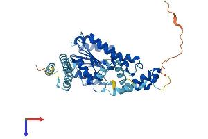 AlphaFold protein structure predicition of Human Recombinant HSD11B2 Protein, UniprotID P80365