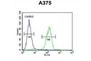 Flow Cytometry (FACS) image for anti-Actin-Related Protein 2 (ACTR2) antibody (ABIN3002671) (ACTR2 anticorps)