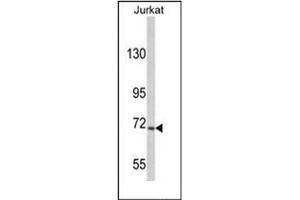 Image no. 1 for anti-Ubiquitin Specific Peptidase 19 (USP19) (AA 1290-1319), (C-Term) antibody (ABIN357553) (USP19 anticorps  (C-Term))