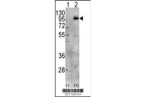 Western blot analysis of PIP5K1C using PIP5K1G Antibody. (PIP5K1C anticorps  (C-Term))