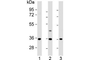 Western blot testing of human 1) U-87 MG, 2) U-2 OS and 3) MDA-MB-231 cell lysate with OR2AE1 antibody at 1:1000. (Olfactory Receptor, Family 2, Subfamily AE, Member 1 (OR2AE1) (AA 278-312) anticorps)