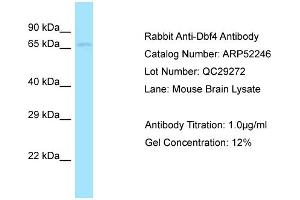 Western Blotting (WB) image for anti-DBF4 Homolog (DBF4) (C-Term) antibody (ABIN2784842) (DBF4 anticorps  (C-Term))
