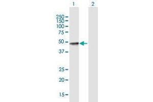 Western Blot analysis of SULT2B1 expression in transfected 293T cell line by SULT2B1 MaxPab polyclonal antibody. (SULT2B1 anticorps  (AA 1-365))