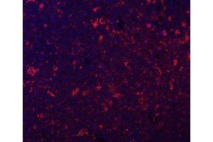 IF analysis of GILT/IFI30 using anti-GILT/IFI30 antibody (ABIN7602781).