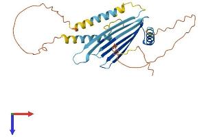 AlphaFold protein structure predicition of Human Recombinant MLF1 Protein, UniprotID P58340