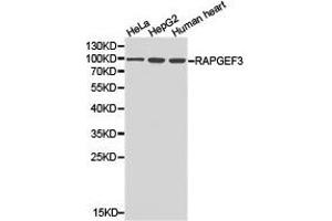 Western Blotting (WB) image for anti-Rap Guanine Nucleotide Exchange Factor (GEF) 3 (RAPGEF3) antibody (ABIN1874552) (RAPGEF3 anticorps)