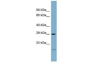 WB Suggested Anti-COPS7A Antibody Titration: 0. (COPS7A anticorps  (Middle Region))