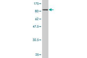 Western Blot detection against Immunogen (106.