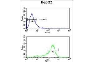 ACY3 Antibody (Center) (ABIN652661 and ABIN2842443) flow cytometric analysis of HepG2 cells (bottom histogram) compared to a negative control cell (top histogram).