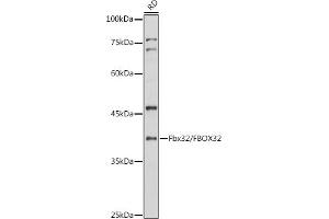 Western blot analysis of extracts of RD cells, using Fbx32/FBOX32 antibody (ABIN6134167, ABIN6140522 and ABIN7101804) at 1:1000 dilution. (FBXO32 anticorps)