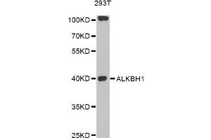 Western blot analysis of extracts of 293T cells, using ALKBH1 antibody (ABIN6292788) at 1:1000 dilution. (ALKBH1 anticorps)